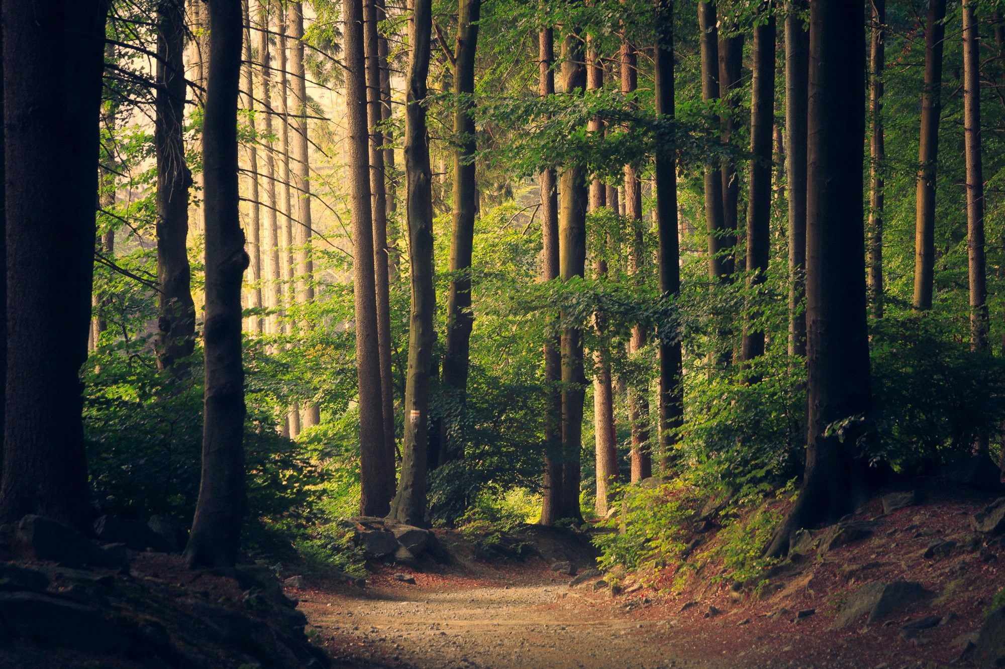 forest_fairy